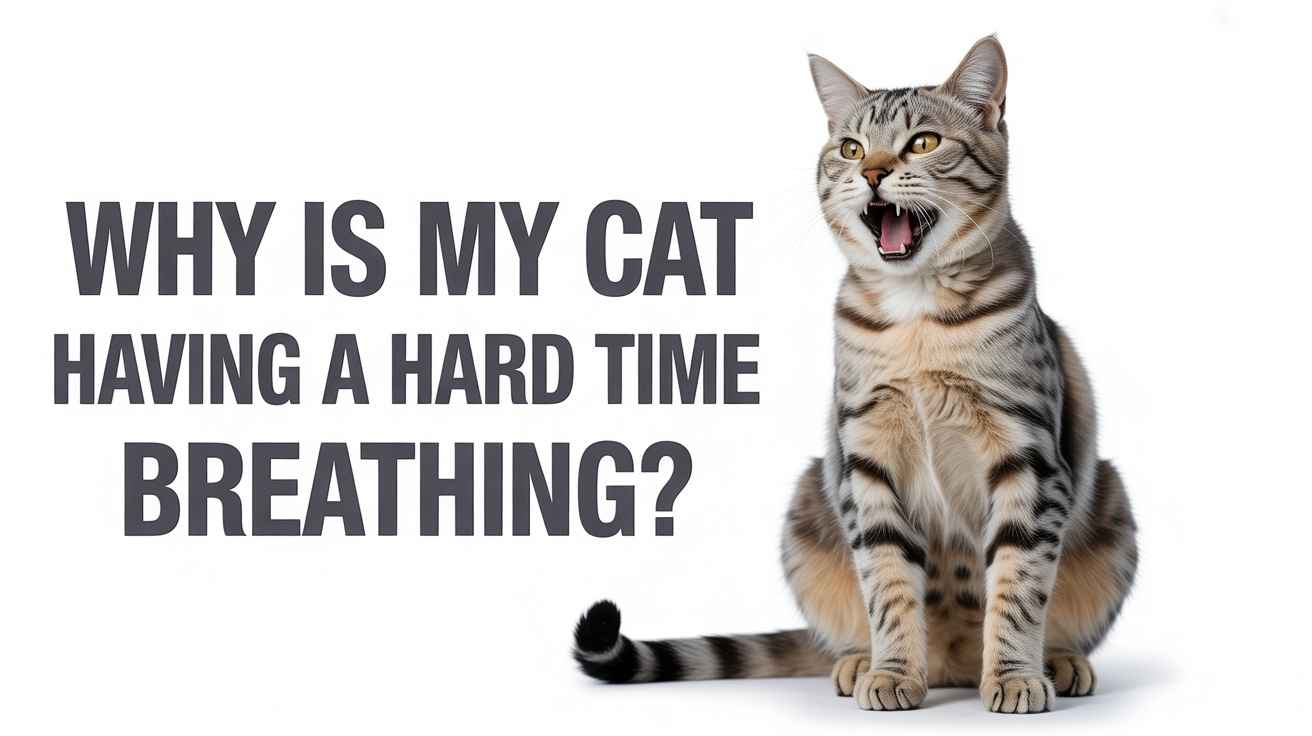 Why Is My Cat Having a Hard Time Breathing? Top 5 Reasons