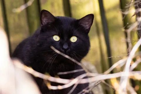 A short-haired black cat with brilliant yellow-green eyes peeks out from behind some bare branches with a wooden fence in the background. [Why Black Cats Have Yellow Eyes]
