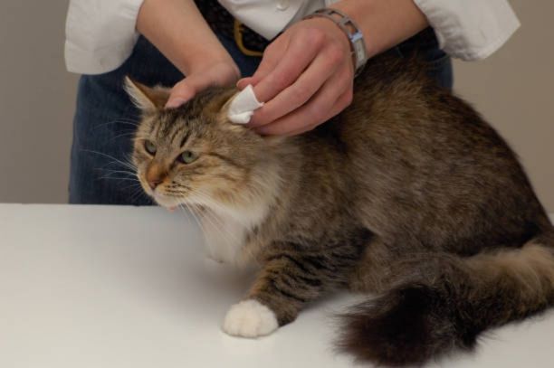 A person holds a brown and white tabby cat while using a cotton pad or cloth to gently clean its ear.