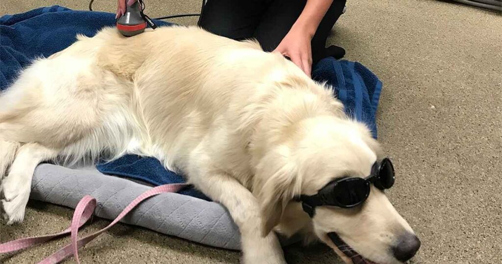 A Golden Retriever dog lies calmly on a mat wearing black eye goggles while a person uses a handheld device for a medical procedure on its back.