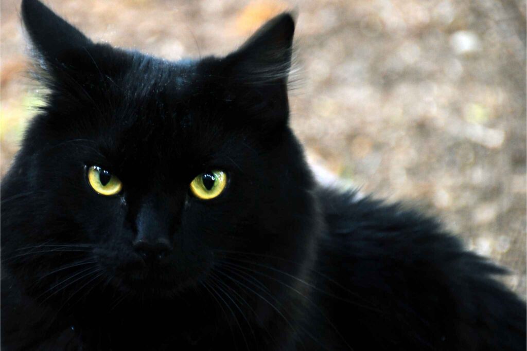  A close-up portrait of a long-haired black cat with striking yellow-green eyes looking at the camera. [Why Black Cats Have Yellow Eyes]