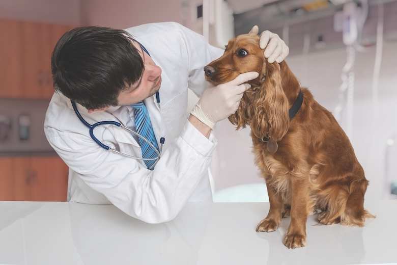 A male veterinarian in a lab coat and gloves gently examines a calm brown cocker spaniel dog's head on a white examination table.