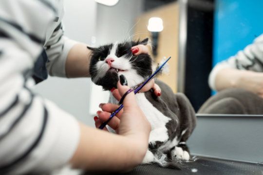A cat with black and white fur being professionally groomed with scissors and a comb, likely as part of a lion cut or shave down.