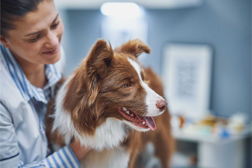 A smiling female veterinarian or vet technician holds a happy, brown and white Border Collie dog in a veterinary clinic.