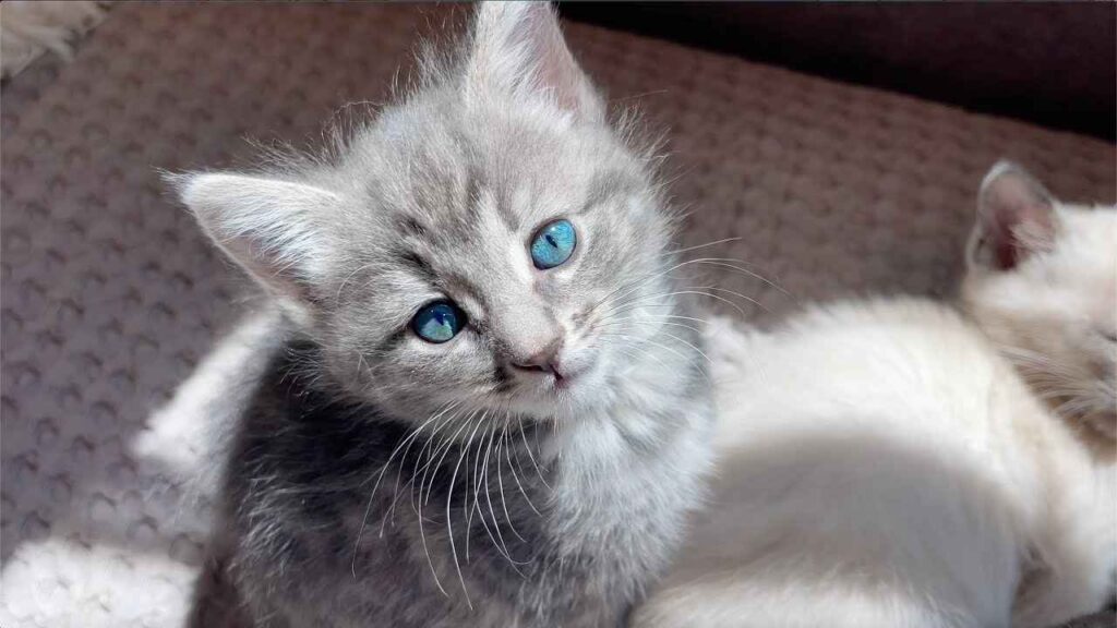 A fluffy gray tabby kitten with bright blue eyes looks up at the camera, sitting next to a sleeping white kitten on a blanket. [Why Do My Cat's Eyes Change Color?]