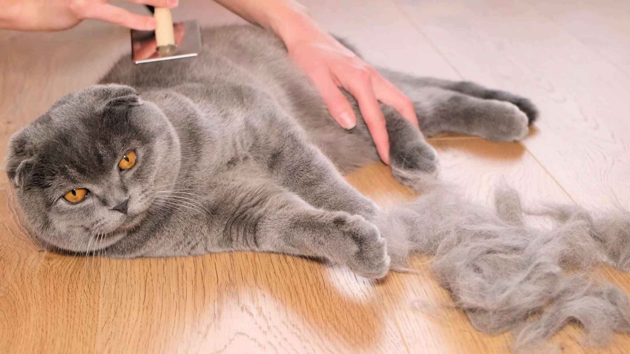 Why is my Cat shedding in winter? 6 Surprising Reasons