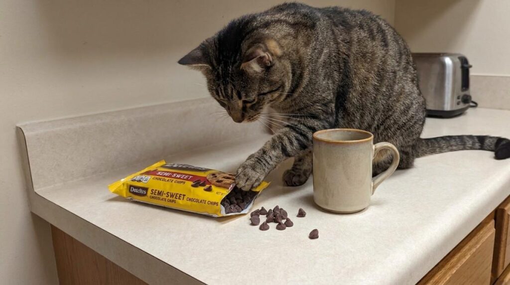 Tabby cat sitting on a kitchen counter reaching for semi-sweet chocolate chips, illustrating why owners ask "Can Cats Have Chocolate?