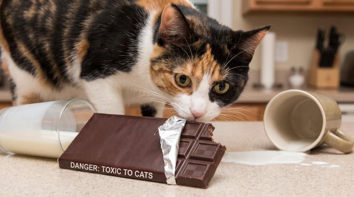 A calico cat leaning over a dark chocolate bar with warning text, explaining the topic: Can Cats Have Chocolate?