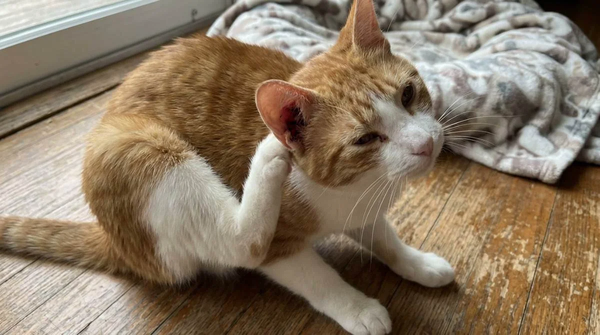 "Cat ear infection causing itching as an orange and white cat scratches its irritated ear, showing common signs of a cat ear infection."