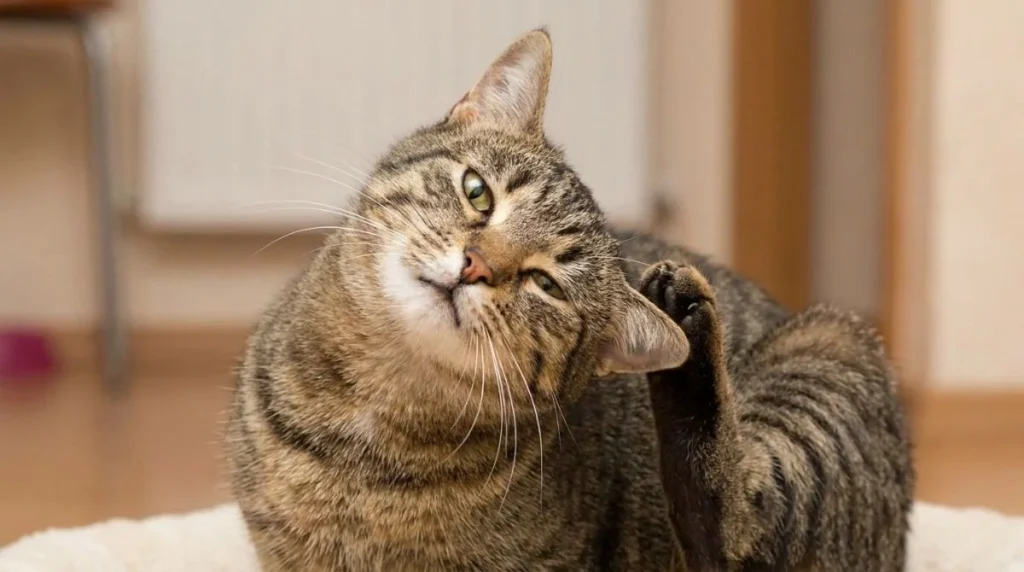 "Cat ear infection symptoms shown by a tabby cat scratching its ear indoors, highlighting common signs of irritation, itching, and discomfort."